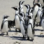 كارثة بيئية.. 60.000 بطريق يموت جوعاً في جنوب أفريقيا بسبب السردين