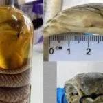 روسية تحاول تهريب «كوبرا» داخل «زجاجة نبيذ»