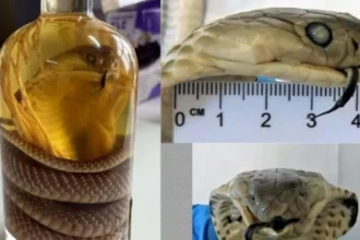 روسية تحاول تهريب «كوبرا» داخل «زجاجة نبيذ»