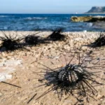 وباء بحري ينذر بانقراض «القنافذ» في «الكناري»!