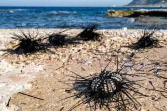 وباء بحري ينذر بانقراض «القنافذ» في «الكناري»!