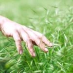 فوائد لمس النباتات: