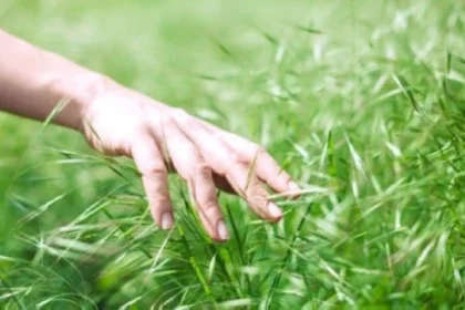 فوائد لمس النباتات: