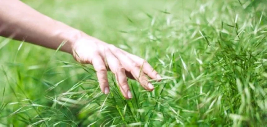 فوائد لمس النباتات: