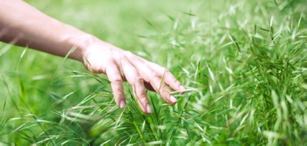 فوائد لمس النباتات: