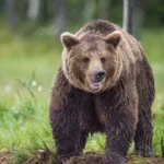 ساعة ذكية تكشف اللحظات الأخيرة.. دب يلتهم شاباً في اليابان