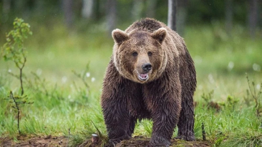 ساعة ذكية تكشف اللحظات الأخيرة.. دب يلتهم شاباً في اليابان ساعة ذكية تكشف اللحظات الأخيرة.. دب يلتهم شاباً في اليابان