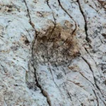 آثار أقدام عملاقة تمتد كيلومترات.. إيطاليا تعلن عن أكبر موقع ديناصورات في أوروبا