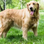 قضية تاريخية في نيويورك.. كلب يقاضي مصلحة الضرائب