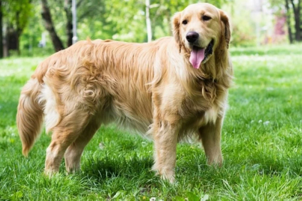 قضية تاريخية في نيويورك.. كلب يقاضي مصلحة الضرائب