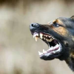 كيف قتل كلب شاباً في العراق؟