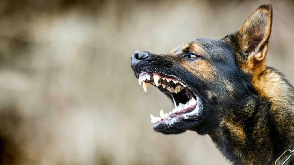 كيف قتل كلب شاباً في العراق؟