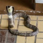 شقيقان يستخدمان الثعابين لقتل والدهما