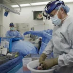 ثورة في زرع الأعضاء.. كلى الخنازير المعدّلة جينياً تتفوق على البشرية