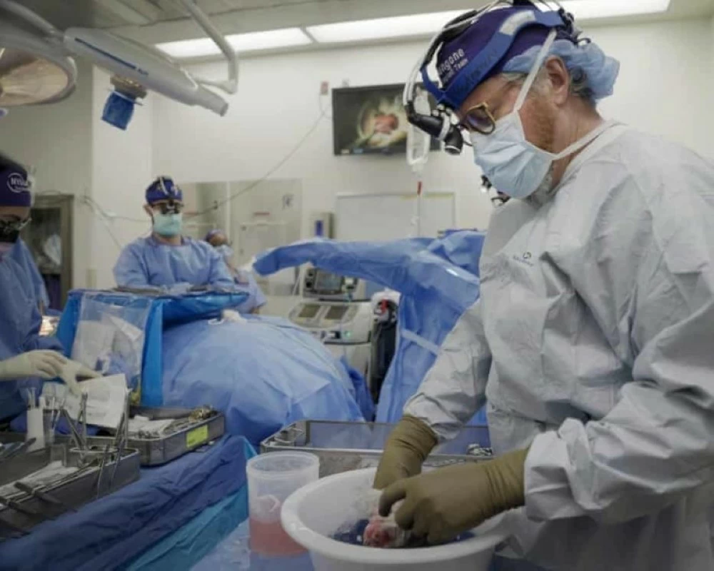 ثورة في زرع الأعضاء.. كلى الخنازير المعدّلة جينياً تتفوق على البشرية