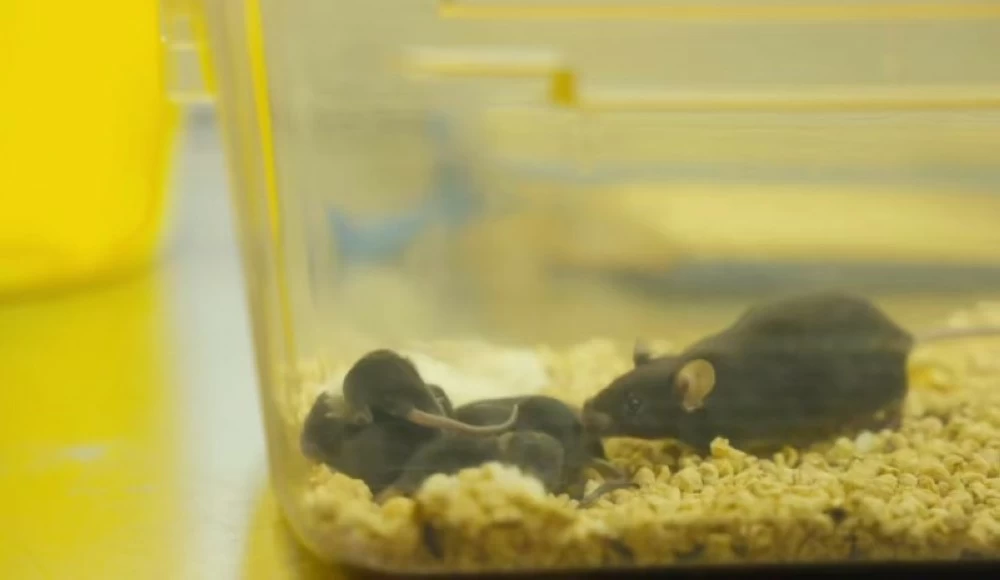 بعد رحلة فضائية.. فأرة تمنح العلماء بشرى علمية