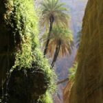 وادي الأردن: مليون نخلة منتجة للتمر المجهول مع نهاية العام