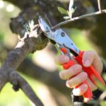 عبيدات: تقليم أشجار الزيتون يلعب دورا كبيرا في تحسين الإنتاج