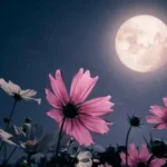 يناير يشهد أول قمر عملاق وزخات شهب نارية