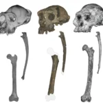 اكتشاف ثوري: أقدم سلف بشري مشى على قدمين قبل 7 ملايين سنة