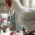 الحكومة المصرية تنفي تفشي إنفلونزا الطيور وتكشف أسباب ارتفاع الأسعار
