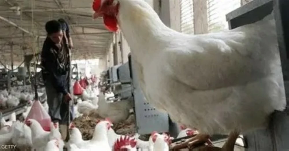 الحكومة المصرية تنفي تفشي إنفلونزا الطيور وتكشف أسباب ارتفاع الأسعار