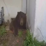 دب ضخم بمنزل عائلة في لوس أنجلوس