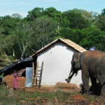 هجمات دامية لفيل بري تهز شرق الهند