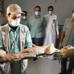 اكتشاف فهود محنطة طبيعياً في كهوف السعودية