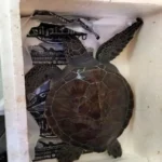 من «القدر» إلى «المحمية».. كيف نجت سلحفاة نادرة في مصر؟