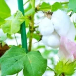 أضرار الإفراط في القطن: