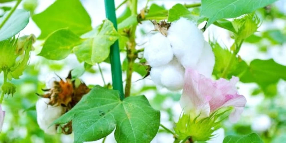 أضرار الإفراط في القطن: