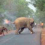 بعد تكرار كوارثها.. الجيش الإندونيسي ينشر قوات لدعم القرويين في مواجهة الأفيال البرية