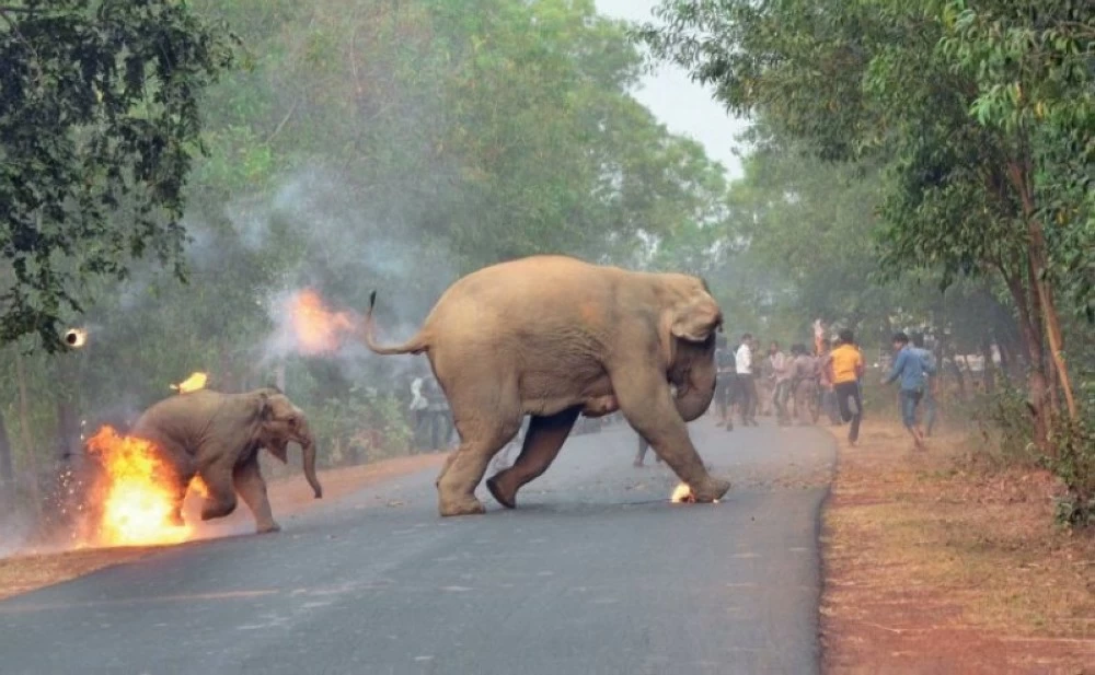 بعد تكرار كوارثها.. الجيش الإندونيسي ينشر قوات لدعم القرويين في مواجهة الأفيال البرية