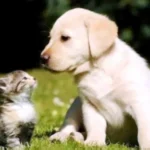 موت الحيوان الأليف يسبب صدمة نفسية