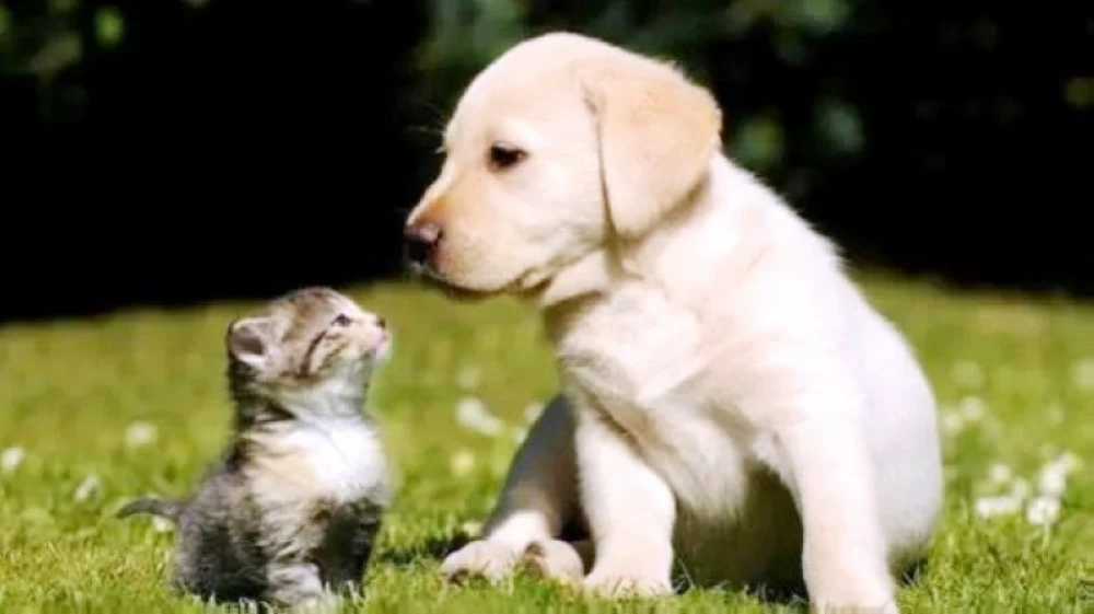 موت الحيوان الأليف يسبب صدمة نفسية