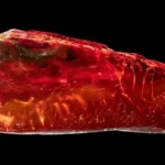 نملة عمرها 40 مليون سنة تكشف أسرار عالمٍ منقرض