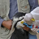 ترقيم 43 ألف رأس من الماشية إلكترونيا في البادية الشمالية الغربية