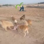 جمعية عناية: قتل الكلاب الضالة يخلّ بالتوازن البيئي وليس حلًا مستدامًا