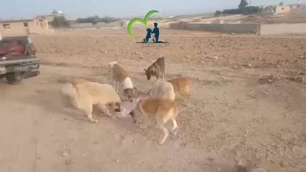 جمعية عناية: قتل الكلاب الضالة يخلّ بالتوازن البيئي وليس حلًا مستدامًا