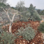 مستوطنون يقتلعون 500 شجرة ويعتدون على الممتلكات جنوبي الخليل​ 