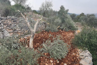 مستوطنون يقتلعون 500 شجرة ويعتدون على الممتلكات جنوبي الخليل​ 