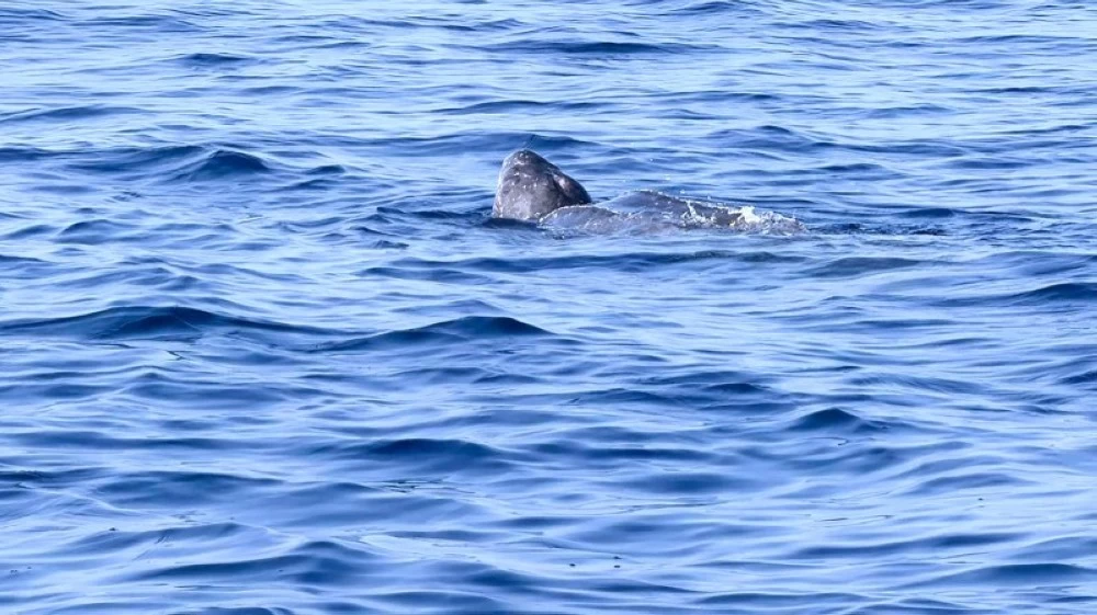 «سلحفاة جلدية الظهر» تقطع آلاف الكيلومترات لتصنع مشهداً نادراً في البحر الأحمر «سلحفاة جلدية الظهر» تقطع آلاف الكيلومترات لتصنع مشهداً نادراً في البحر الأحمر