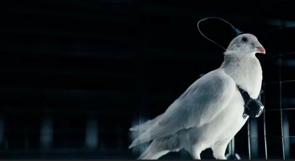 روسيا تطوّر «حماماً تجسسياً» مزوّداً بشرائح دماغية وكاميرات خفية