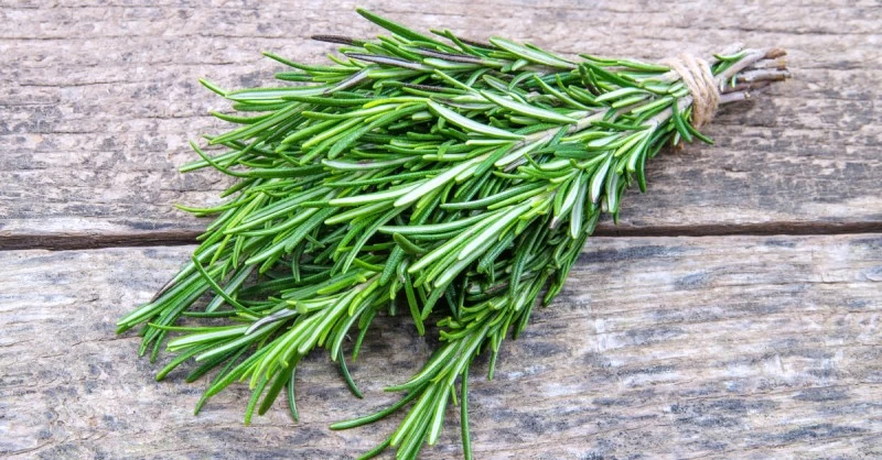 فوائد إكليل الجبل: