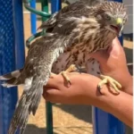 سقى «الصقر» الكحول فدخل السجن 45 يوماً