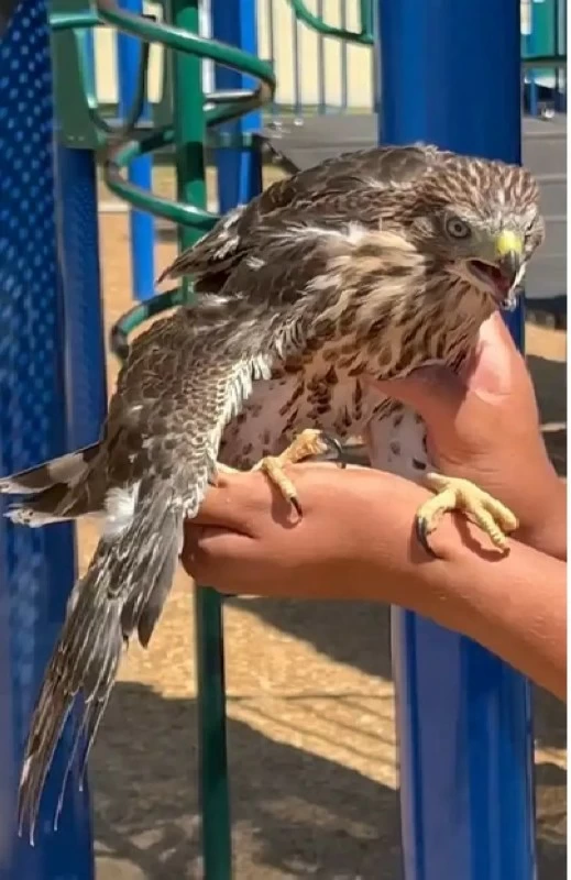 سقى «الصقر» الكحول فدخل السجن 45 يوماً سقى «الصقر» الكحول فدخل السجن 45 يوماً