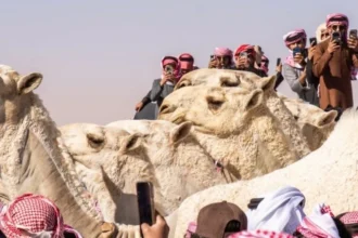 فحوص الدم تُسقط نتائج شوط شلفا ولي العهد