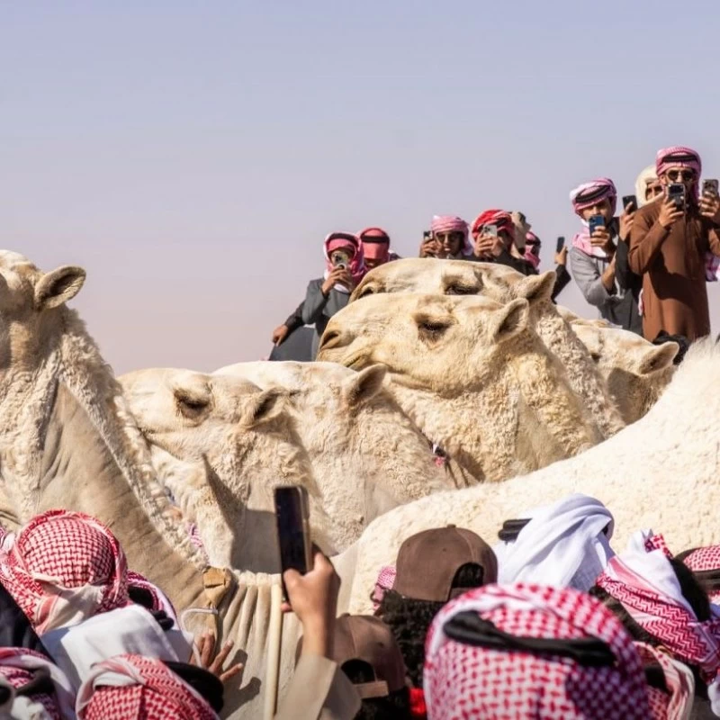 فحوص الدم تُسقط نتائج شوط شلفا ولي العهد فحوص الدم تُسقط نتائج شوط شلفا ولي العهد
