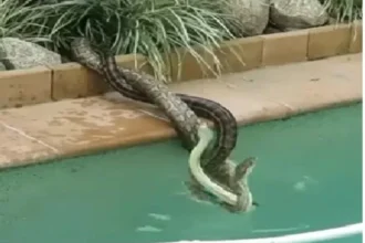 صداقات غير متوقعة بين الثعابين.. اكتشف روابطها الاجتماعية المدهشة